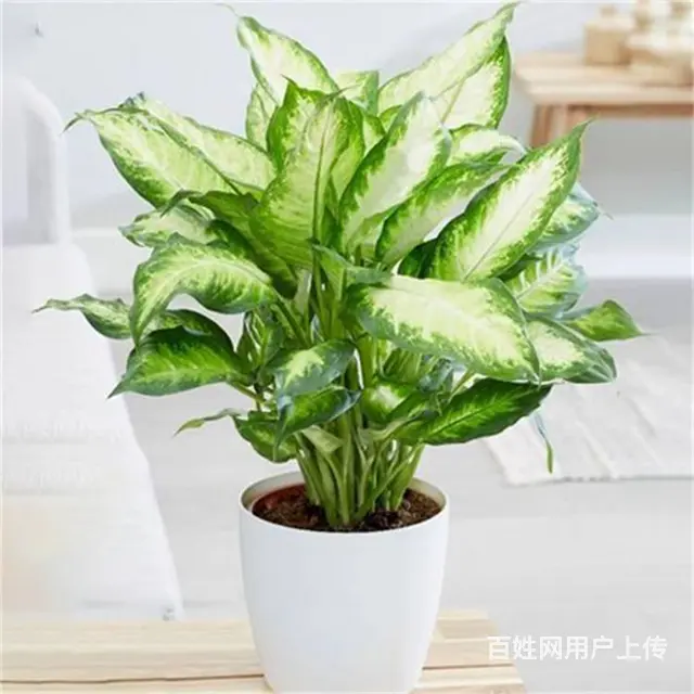 苏州苏小朵绿植租赁 盆栽绿植出租 基地直接配送 - 图片 10