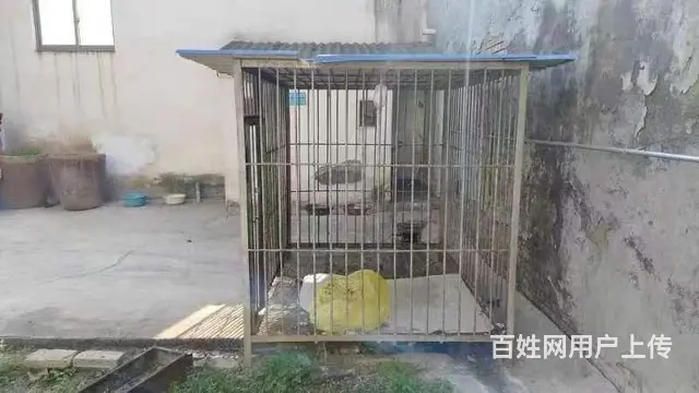 马犬 - 图片 3