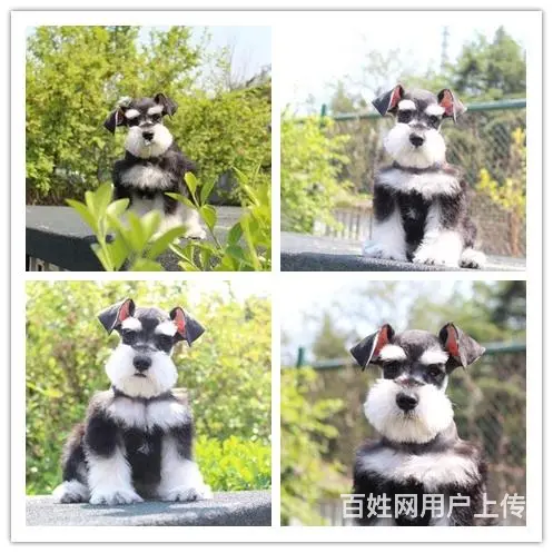 黑银 椒盐 纯白色雪纳瑞 三到五个月的都有 品质健 - 图片 5