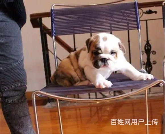 仙桃【十年老店】常年繁殖优质血统英牛幼犬 - 图片 8