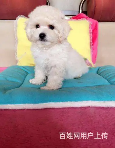 出售精品紫红色玩具小玩具体 茶杯体泰迪熊幼犬 - 图片 4