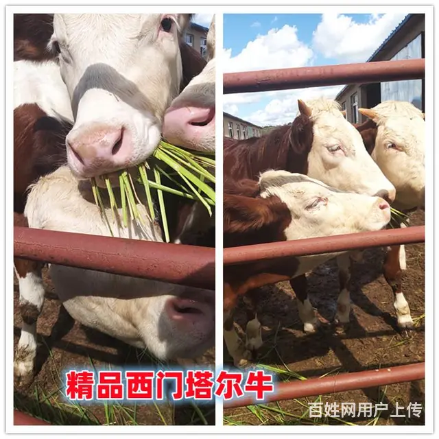 400斤左右 西门塔尔小公牛 多少钱一头 - 图片 1