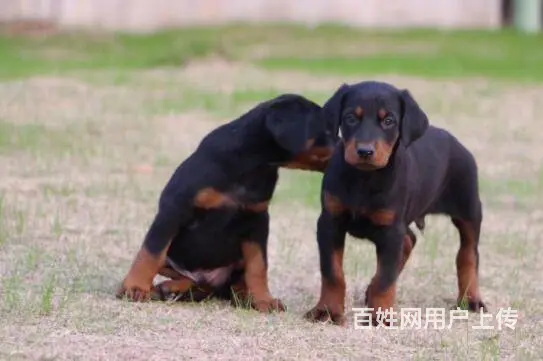 德系杜宾犬 出售高品质杜宾幼犬 - 图片 2