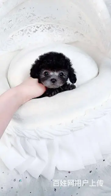 泰迪犬 茶杯泰迪 迷你泰迪 玩具泰迪 品质高血统好 - 图片 11