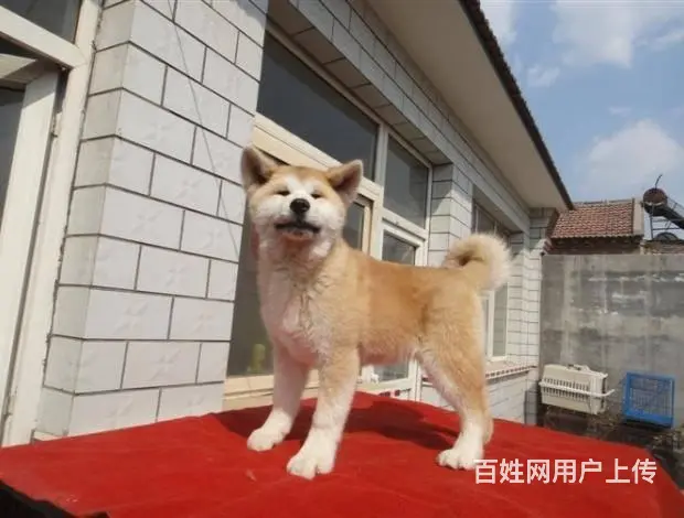 纯种秋田犬出售、全程实拍直接视频、可送货上门 - 图片 7