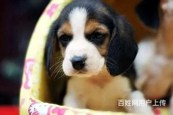 广州买狗首选推荐 正规犬舍 纯种比格犬多只待售 - 图片 6