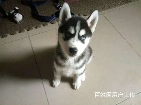 纯种哈士奇 黑白色哈士奇 可爱聪明的哈士奇幼犬 - 图片 1