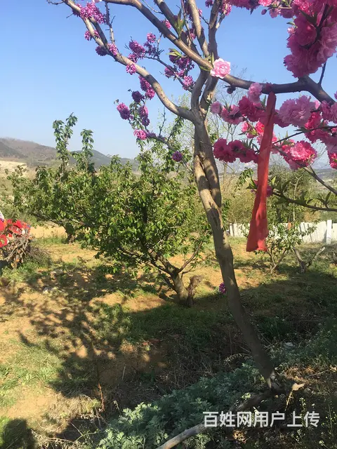 优质碧桃桃花、桃子 - 图片 3