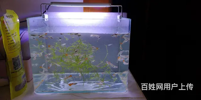 凤尾鱼一共200多条，5角钱一条 - 图片