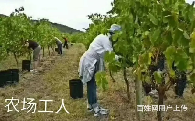 年薪50万（出国劳务）陪读保姆/厨师/司机技工普工 - 图片 8