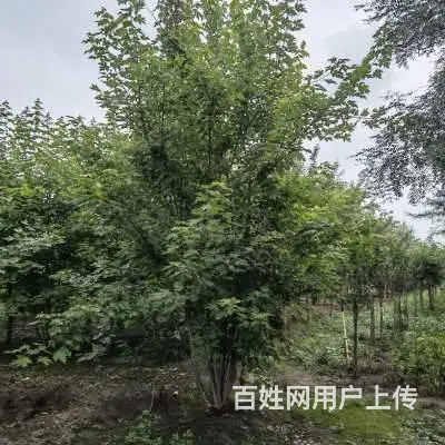 园林绿化施工，附近草坪，园林，绿化工程，红豆杉，土 - 图片 8