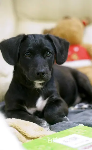 【搞定了！】免费领养黑拉拉串串公4个月驱虫洗澡有打狂犬和犬五 - 图片 4