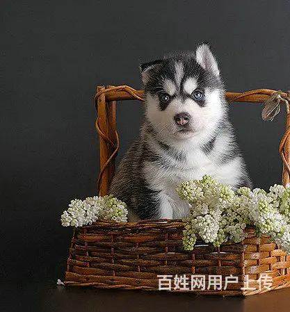 出售三火蓝眼哈士奇宝宝 品相佳 疫苗做齐签署协议 - 图片 4