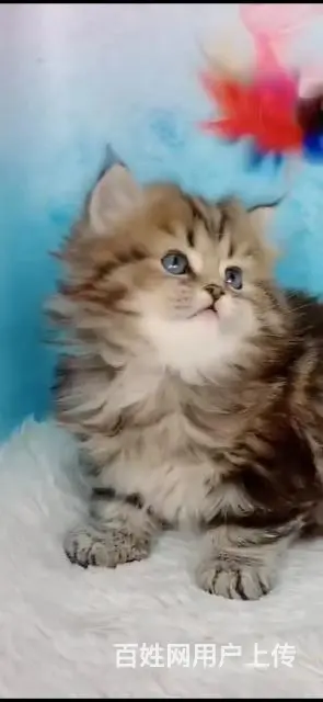 收猫，高价收猫，效率第一。 - 图片