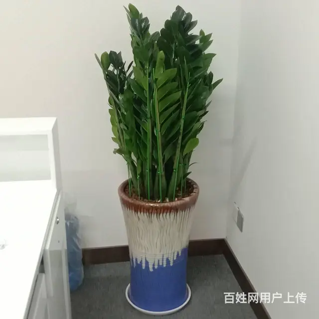 珠海横琴发财树绿萝写字楼绿植大堂植物售楼部绿植长租 - 图片 9