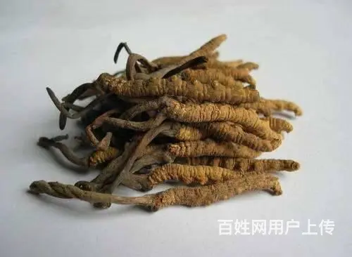 泉港冬虫夏草回收近期价格表 - 图片 3