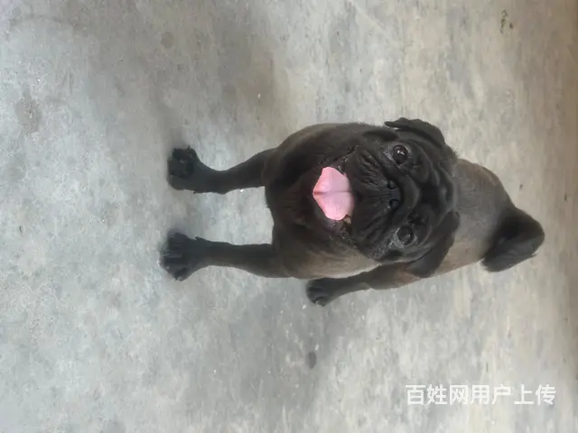 巴哥犬出售 - 图片 2