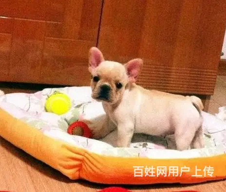 精品法牛犬出售 品相极佳 可视频选狗可上门看狗 - 图片 1