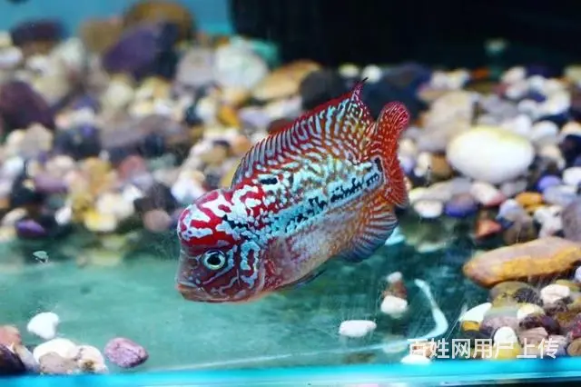 广州哪里有卖罗汉鱼 顺丰包邮包活，泰国一手货源 - 图片 3