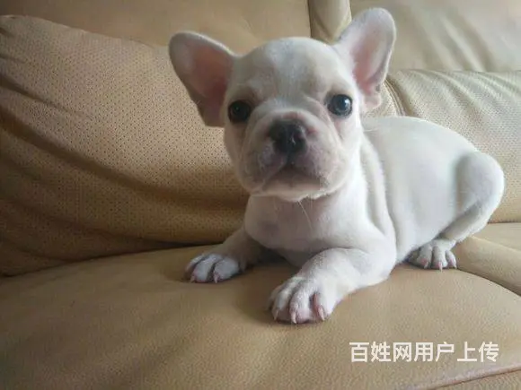 出售法国斗牛犬 包纯种血统健康 可签协议 - 图片 8