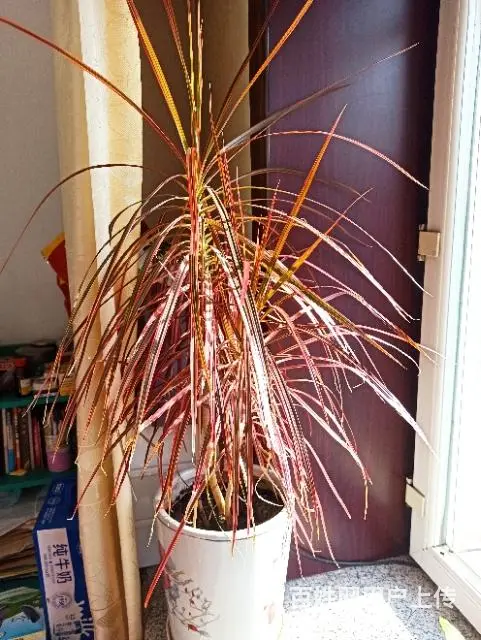 澳洲龙骨花等 - 图片 4