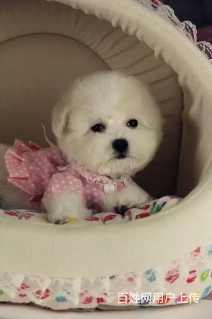 茶杯体比熊幼犬双血统比熊图片精品小体比熊多少钱一只 - 图片 1