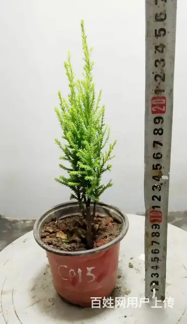 花木盆景电商平台淘宝网盛世鑫毅植物园艺术总监杨世毅 - 图片 5