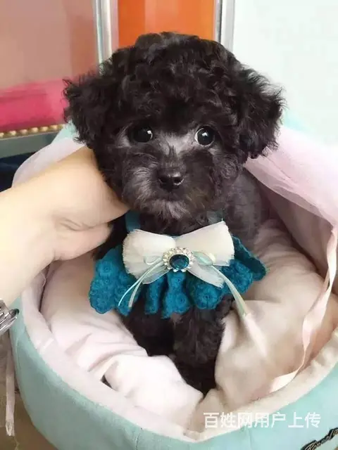 标准泰迪 泰迪幼犬 终身售后 泰迪狗狗贵宾犬泰 - 图片 8