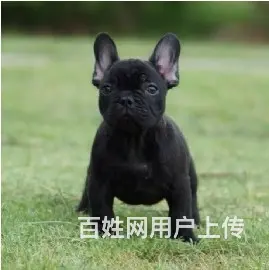 辽阳附近哪里有卖法斗幼犬的 幼犬法斗多少钱 - 图片 3