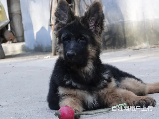 精品德国牧羊犬、黑神、千万等名犬血系、可视频 - 图片 4