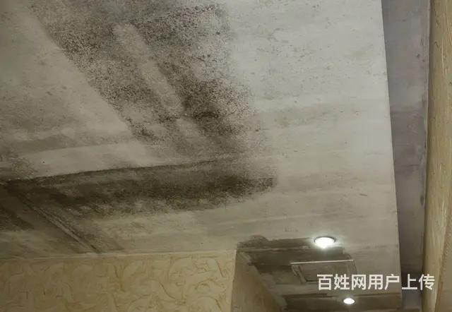 广州天河岗顶除霉公司，墙体去霉服务，房子顶部除发霉 - 图片 9
