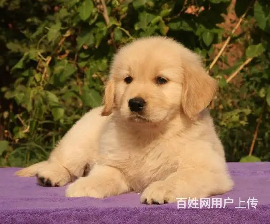 吕梁在哪有卖金毛的市场 市场金毛多少钱一只 - 图片 4