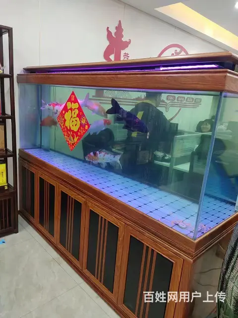 鱼缸定制，鱼池设计建造 - 图片 6