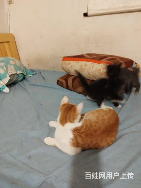 免费赠送小奶猫 - 图片 2