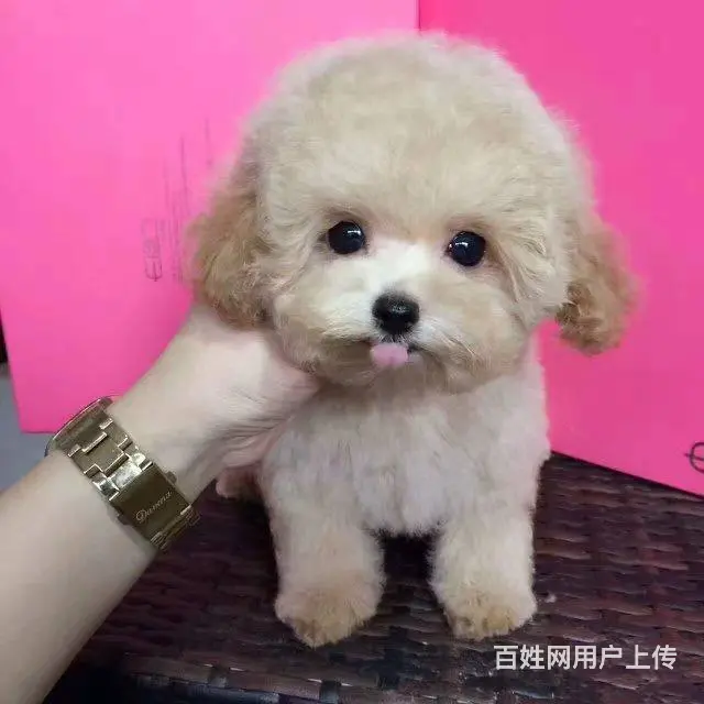 出售泰迪熊 颜色多种 健康质保 可上门挑选 - 图片 4