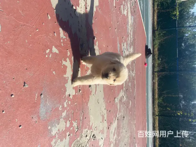 血统金毛 - 图片 4