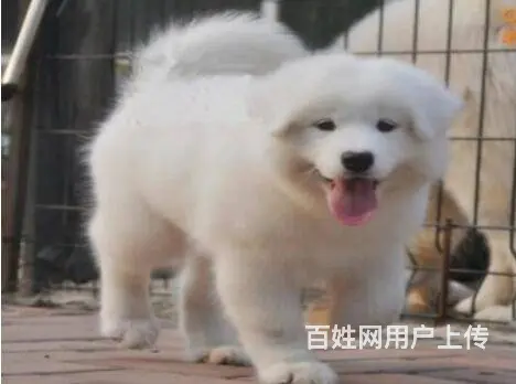承德萨摩怎么卖 家养萨摩 保纯种健康 - 图片 1