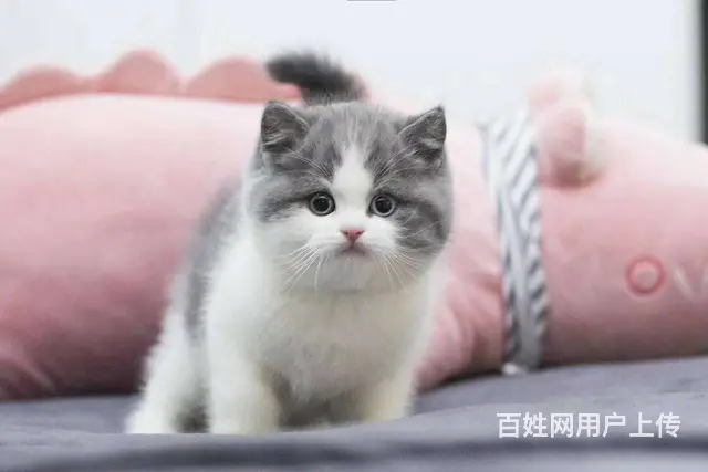 哪里有短毛猫卖的 纯种健康 短毛猫有什么习惯 - 图片 5