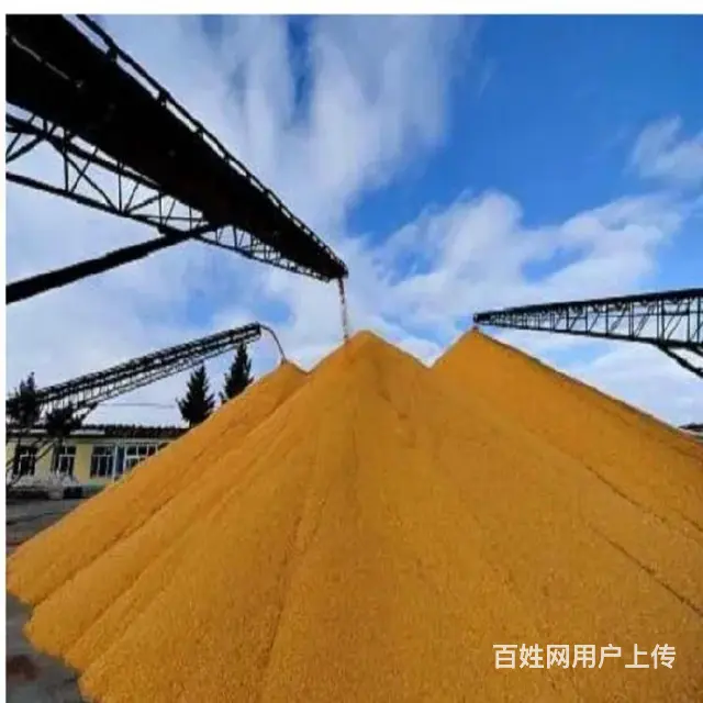 金华收购二等玉米诚信至上 - 图片 4