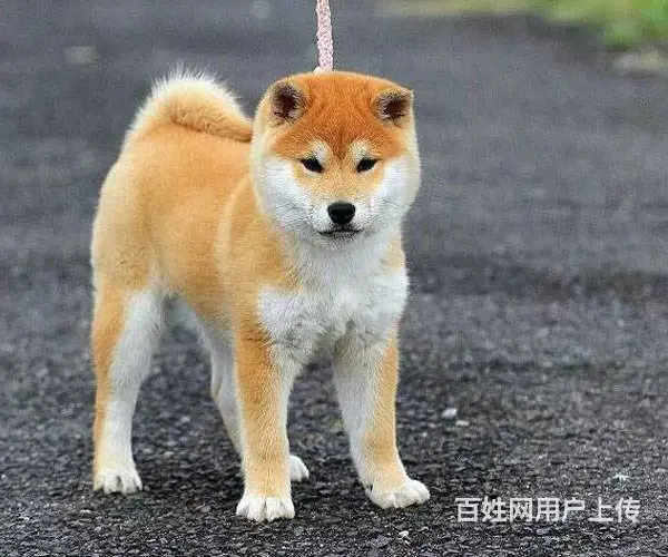 精品日系柴犬幼犬 血统纯正健康保障 市区可送上门 - 图片 8