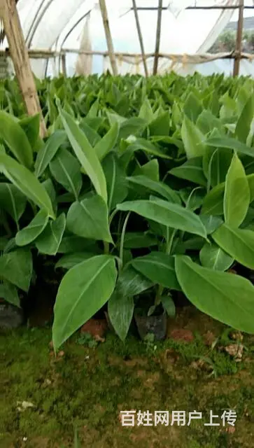 批发香蕉苗粉蕉苗 - 图片 4