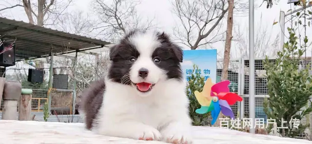 宿迁【益帆边境牧羊犬舍】，价格优惠，真实视频 - 图片 4