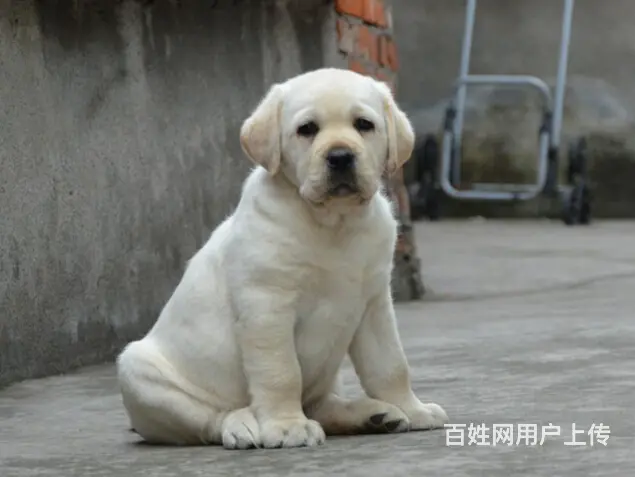 秦皇岛地区纯种拉布拉多幼犬 头版足骨量大 血统纯正 - 图片 5