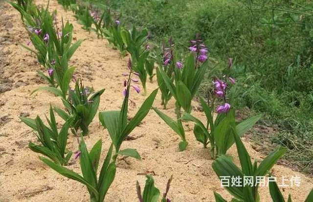 湖北百草堂白芨种植亩产高，全程扶持为农户保驾护航 - 图片 1