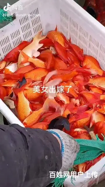 出售各种鱼苗 - 图片 4