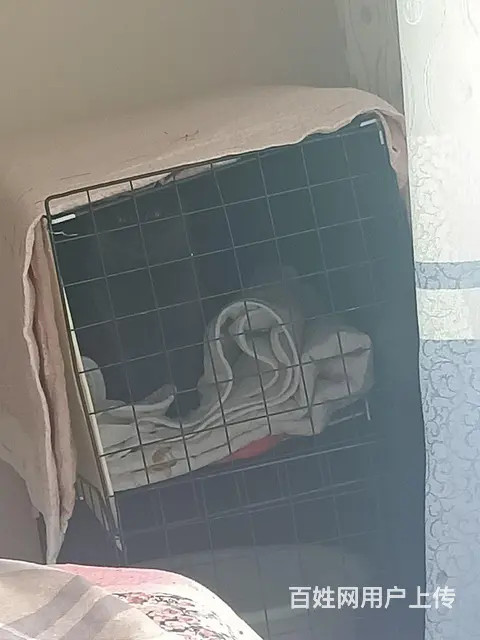 自己养蓝猫出售 - 图片 3