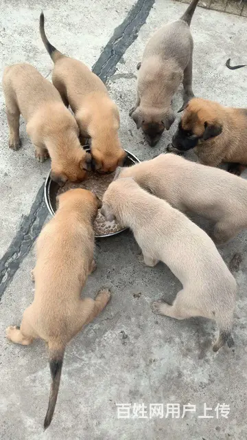 双血马犬 - 图片 2