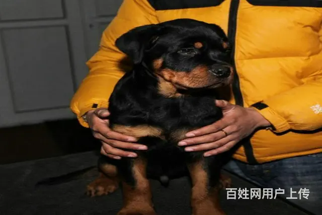 顶级罗威纳 幼犬出售、看家护卫犬可上门挑选—签协议 - 图片 3