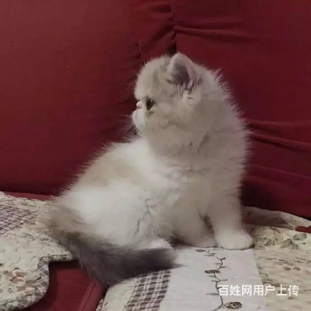 免费领养：贝贝想要个家 - 图片 2