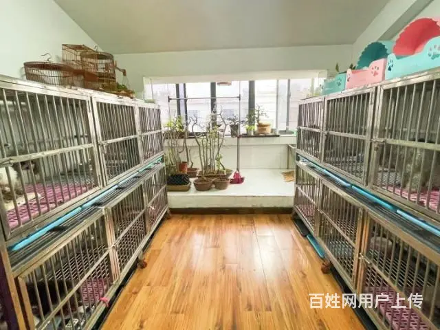 灰泰迪种公对外借配徐州市 - 图片 9